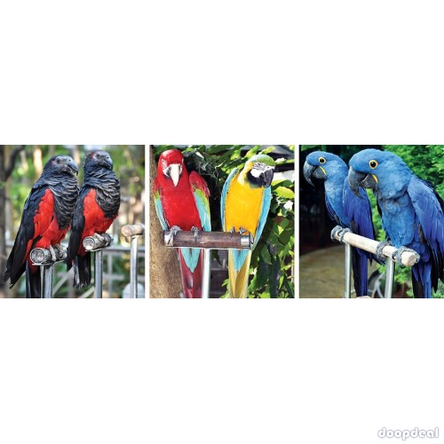 macaws Parrots for sale jefterwillspoultryfarm contact what's-app +237699461444