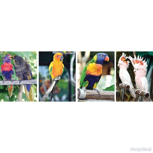 macaws Parrots for sale jefterwillspoultryfarm contact what's-app +237699461444