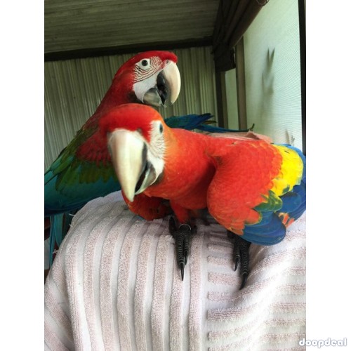 Ara macao Scarlet macaws parrots jefterwillspoultryfarm for sale whats app +237699461444