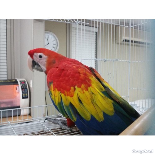 Ara macao Scarlet macaws parrots jefterwillspoultryfarm for sale whats app +237699461444