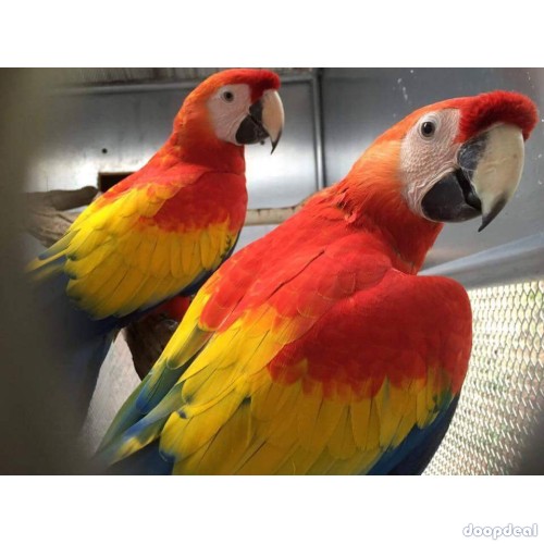 Ara macao Scarlet macaws parrots jefterwillspoultryfarm for sale whats app +237699461444