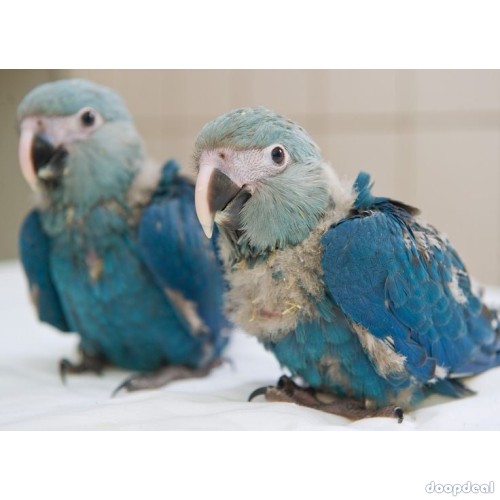 Spix Macaws Cyanopsitta spixii for sale jefterwillspoultryfarm whats-app +237699461444