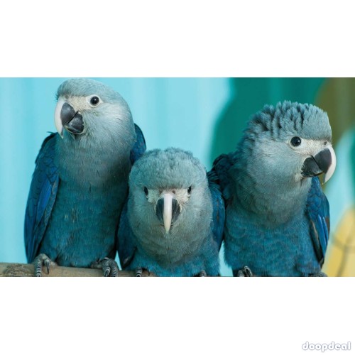 Spix Macaws Cyanopsitta spixii for sale jefterwillspoultryfarm whats-app +237699461444