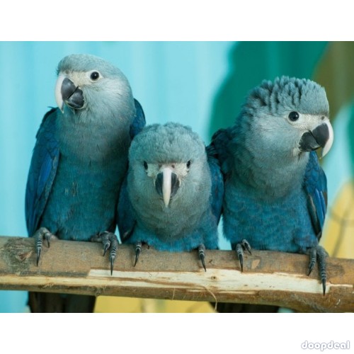 Spix Macaws Cyanopsitta spixii for sale jefterwillspoultryfarm whats-app +237699461444