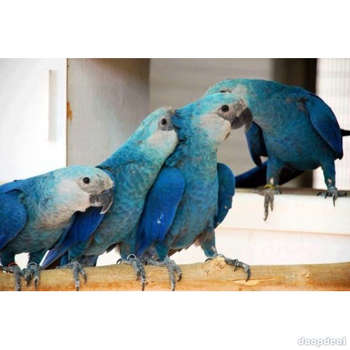 Spix Macaws Cyanopsitta spixii for sale jefterwillspoultryfarm whats-app +237699461444