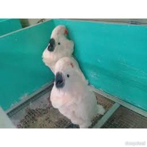 cockatoo Parrots for sale Jefterwillspoultryfarm whatsapp +237699461444