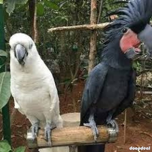 cockatoo Parrots for sale Jefterwillspoultryfarm whatsapp +237699461444