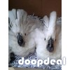 Cacatua alba white umbrellla cockatoo for sale jefterwillspoultryfarm whatsapp us +237699461444