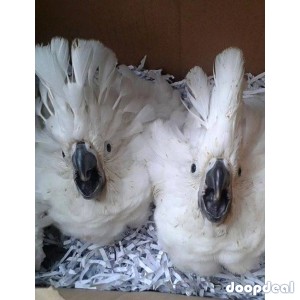 Cacatua alba white umbrellla cockatoo for sale jefterwillspoultryfarm whatsapp us +237699461444