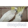 Sulphur-crested Cockatoo Cacatua galerita for sale jefterwillspoultryfarm whatsapp 00237699461444
