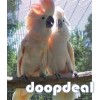 Moluccan Salmon crested cockatoo Cacatua moluccensis Parrots for sale jefterwillspoultryfarm whatsapp 00237699461444