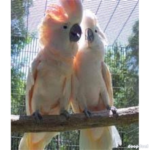 Moluccan Salmon crested cockatoo Cacatua moluccensis Parrots for sale jefterwillspoultryfarm whatsapp 00237699461444