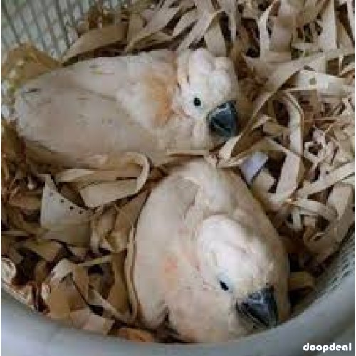 Moluccan Salmon crested cockatoo Cacatua moluccensis Parrots for sale jefterwillspoultryfarm whatsapp 00237699461444