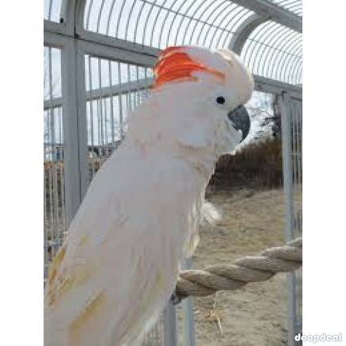Moluccan Salmon crested cockatoo Cacatua moluccensis Parrots for sale jefterwillspoultryfarm whatsapp 00237699461444