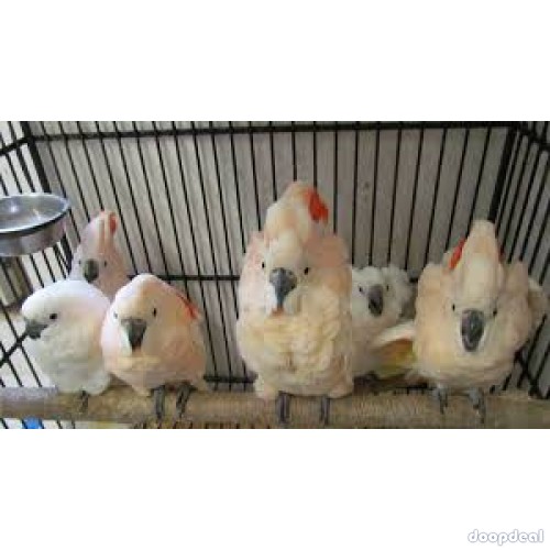 Moluccan Salmon crested cockatoo Cacatua moluccensis Parrots for sale jefterwillspoultryfarm whatsapp 00237699461444