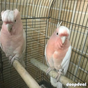 Major Mitchell's cockatoo Lophochroa leadbeateri for sale Jefterwillspoultryfarm whatsapp +237699461444