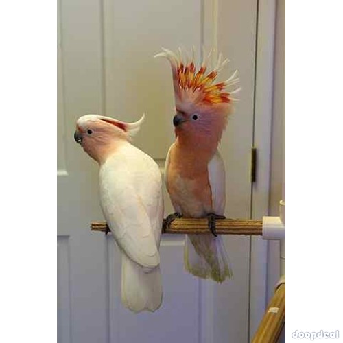 Major Mitchell's cockatoo Lophochroa leadbeateri for sale Jefterwillspoultryfarm whatsapp +237699461444