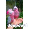 Gallah Cockatoo Eolophus roseicapilla @jefterwillspoultryfarm