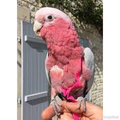 Gallah Cockatoo Eolophus roseicapilla @jefterwillspoultryfarm