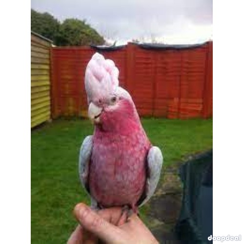 Gallah Cockatoo Eolophus roseicapilla @jefterwillspoultryfarm