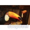 Toucans toco Ramphastos toco parrots for sale Whats-app 00237699461444