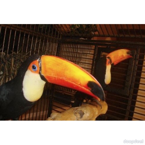 Toucans toco Ramphastos toco parrots for sale Whats-app 00237699461444
