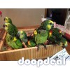 Cuban Amazon Parrots Amazona  Androglossini for sale whats-app 00237699461444