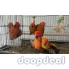 Sun conure Parrots Aratinga solstitialis for sale whatsapp +237699461444