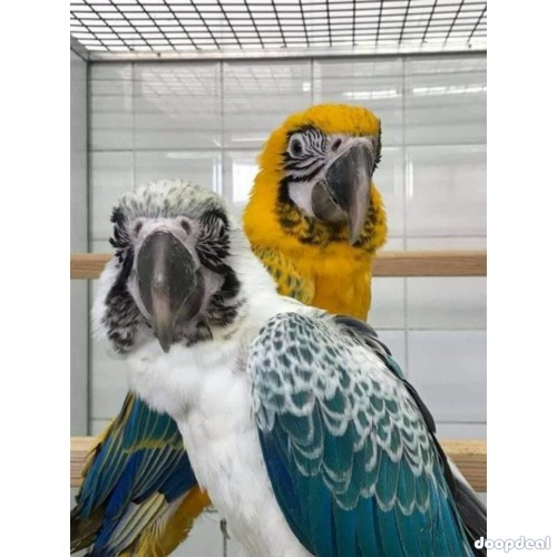 Crimson Billed conure Parrots for sale whatsapp +237699461444