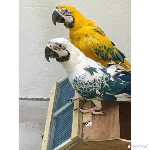 Crimson Billed conure Parrots for sale whatsapp +237699461444