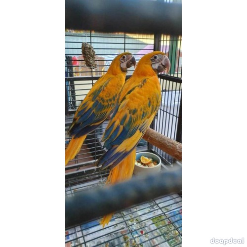 Crimson Billed conure Parrots for sale whatsapp +237699461444