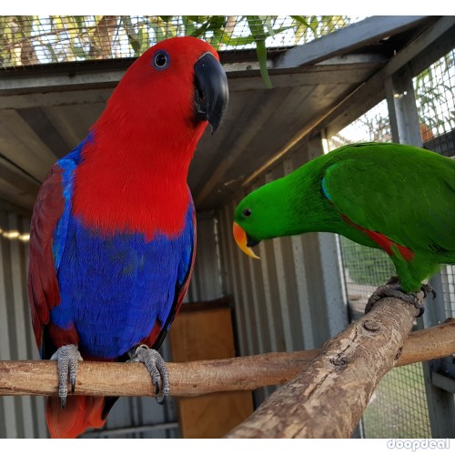 Electus Parrots for sale (Eclectus roratus) whatsapp +237699461444