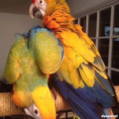 Alexandrine parakeet Psittacula eupatria whatsapp +237699461444