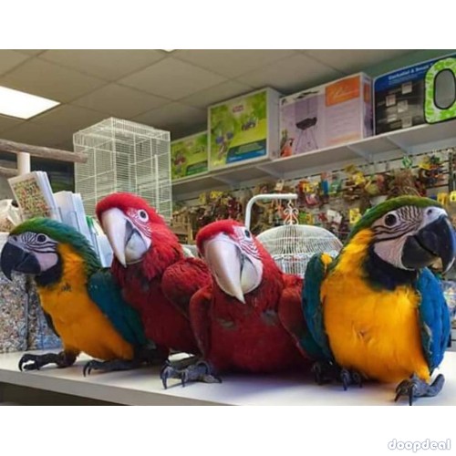 Alexandrine parakeet Psittacula eupatria whatsapp +237699461444