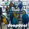 Blue and gold macaws for sale Online 
