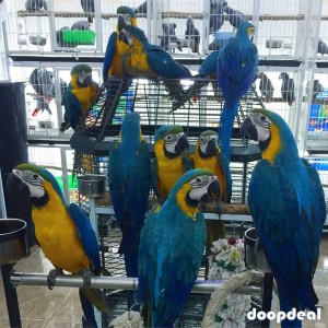 Blue and gold macaws for sale Online 