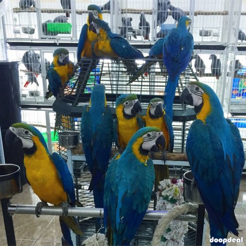 Blue and gold macaws for sale Online 