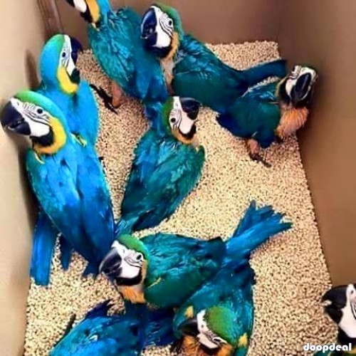 Blue and gold macaws for sale Online 