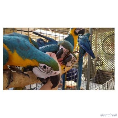 Blue and gold macaws for sale Online 