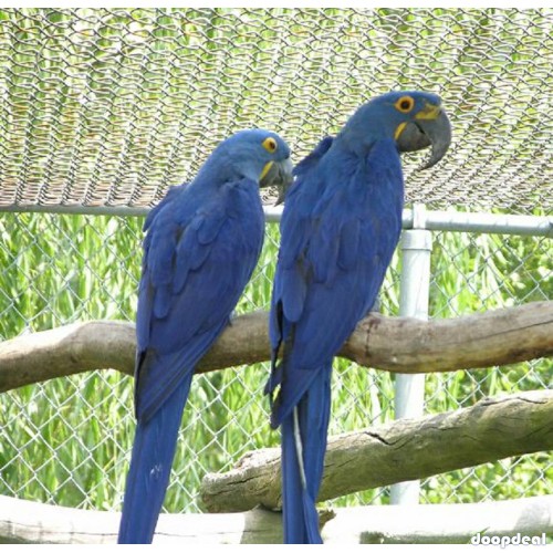 Hyacinth macaws for sale Online  https://jefterwillspoultryfarm.com/product/hyacinth-macaws-anodorhynchus-hyacinthinus/