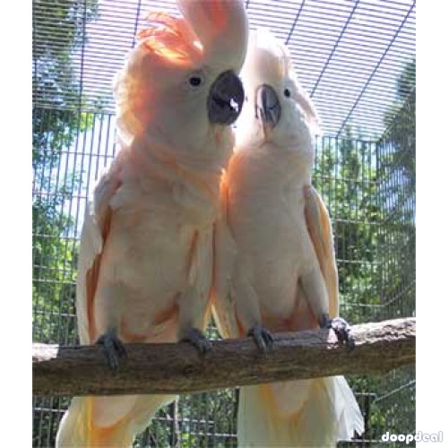 Moluccan cockatoo Parrots Cacatua moluccensis parrots for sale for sale Online  @Coimbatore
