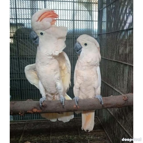Moluccan cockatoo Parrots Cacatua moluccensis parrots for sale for sale Online  @Coimbatore