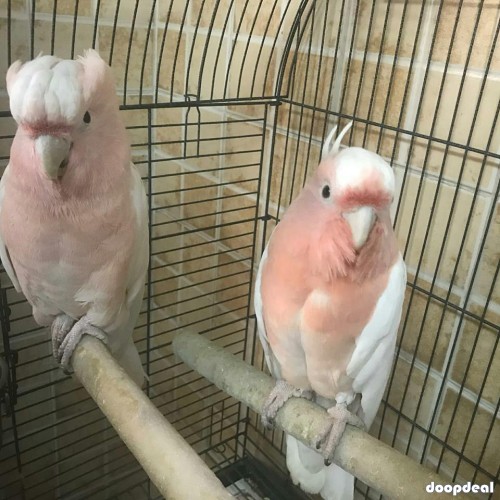 Major Mitchell's cockatoo Lophochroa leadbeateri parrots for sale for sale Online  @Coimbatore