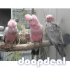 Gallah Cockatoo Eolophus roseicapilla parrots for sale for sale Online  @Coimbatore