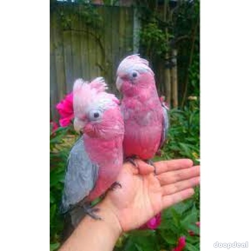 Gallah Cockatoo Eolophus roseicapilla parrots for sale for sale Online  @Coimbatore