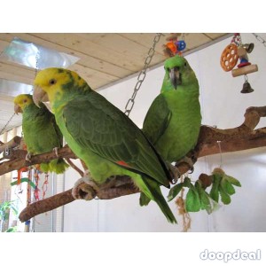 Crimson Billed conure parrots for sale for sale Online  @Coimbatore