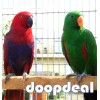 Eclectus roratus parrots for sale for sale Online @Coimbatore