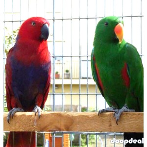 Eclectus roratus parrots for sale for sale Online @Coimbatore