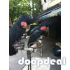 Black palm cockatoo parrots for sale for sale Online  @Coimbatore