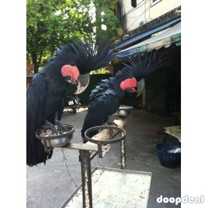 Black palm cockatoo parrots for sale for sale Online  @Coimbatore